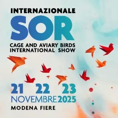 Internazionale Sor